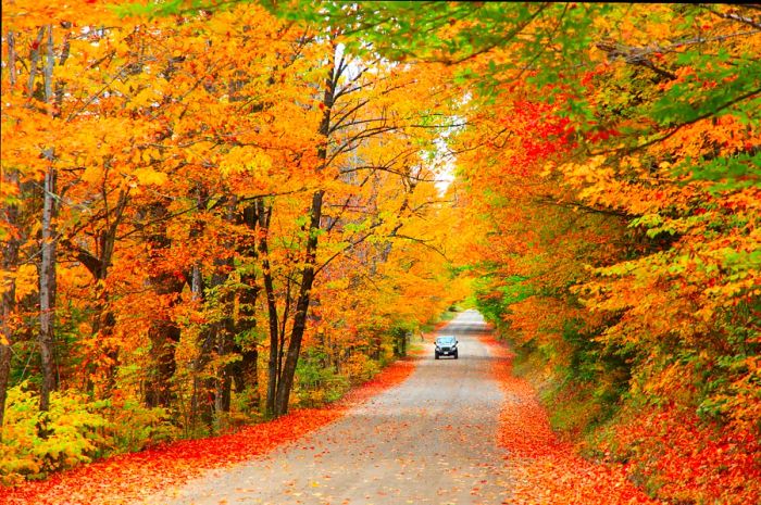 A car navigates a rural road enveloped by vibrant autumn foliage in Maine.