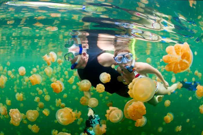 A man and a woman snorkeling in Jellyfish Lake, Palau