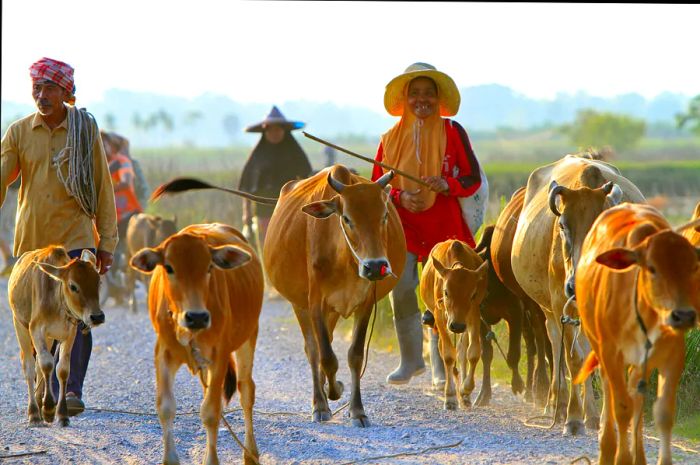 Cattle herders guide their animals back to the corral in Nakhon Si Thammarat, Thailand