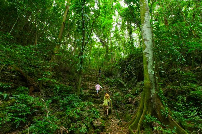 Hikers enjoying a trek through Palau's lush tropical rainforest, Micronesia