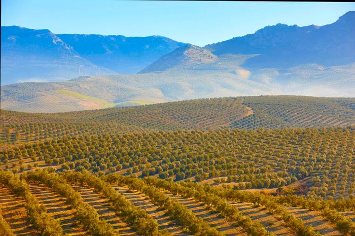 Lush olive fields stretch across Jaén in Andalucía