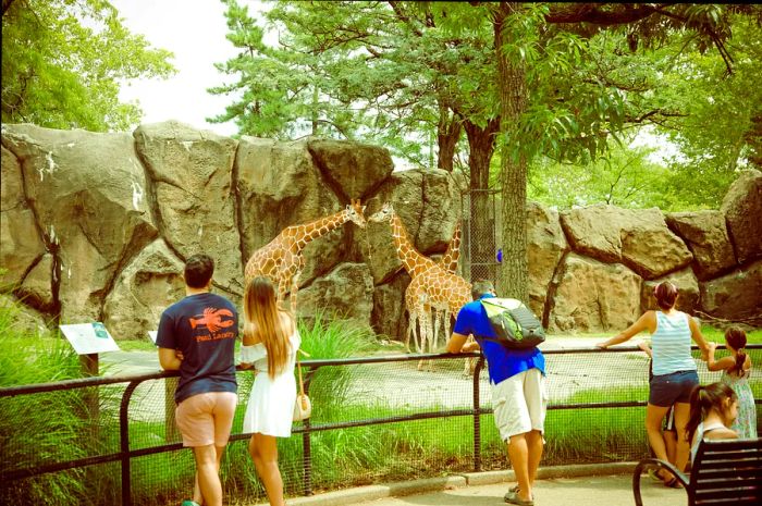 Families gather in front of a habitat to watch giraffes, remarkable creatures with long legs and necks.