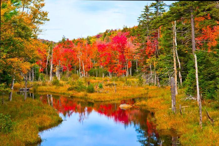 A picturesque stream in the Adirondacks showcasing autumn colors