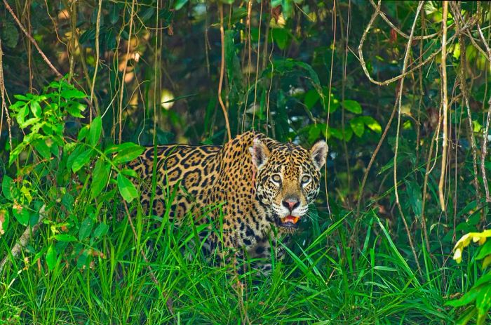 A wild jaguar moving through dense vegetation in the Pantanal, Brazil