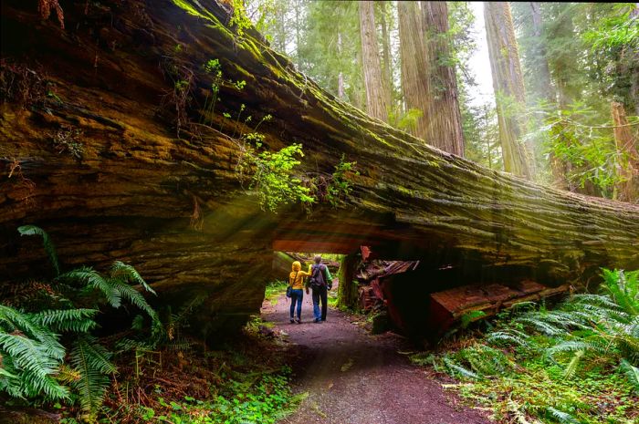 Hikers enjoying the scenic beauty of Redwood National Park, California