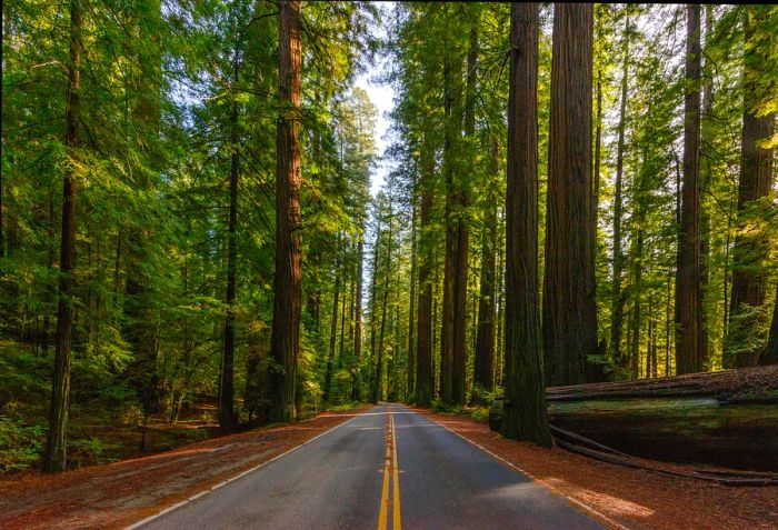 Avenue of the Giants, California