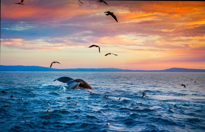 A humpback whale's tail rises above a flock of birds above the waters of Monterey Bay, California.