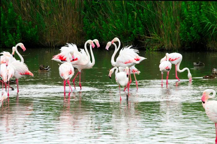 Flamingos in Southern France