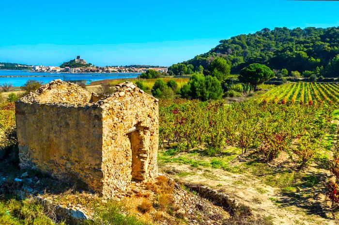 Vineyard region in Narbonne, featuring a ruined hut in the foreground, with the town of Gruissan and its lagoon visible in the left background. Occitanie, France.