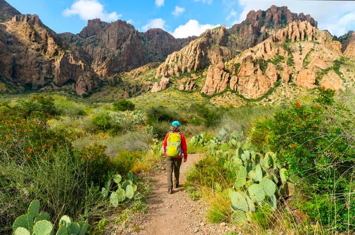 Senior woman walking along a trail surrounded by cacti, yucca plants, and rocks in Big Bend National Park, Texas, USA.