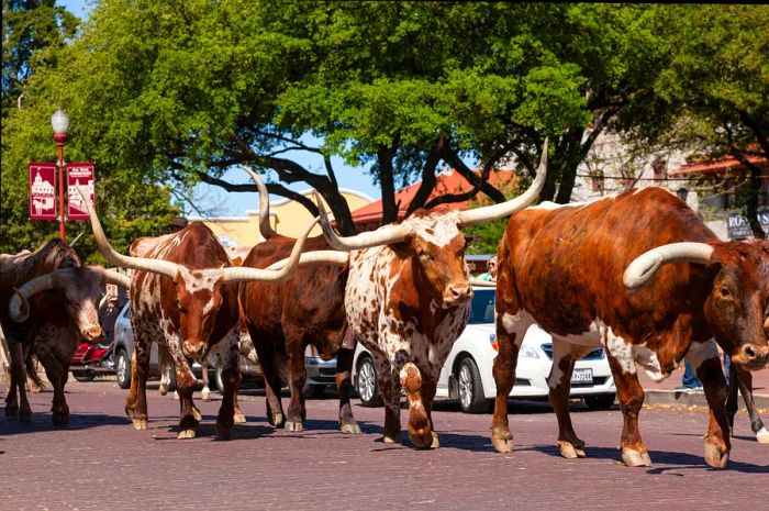 Cattle roam the streets at the Fort Worth Stockyards