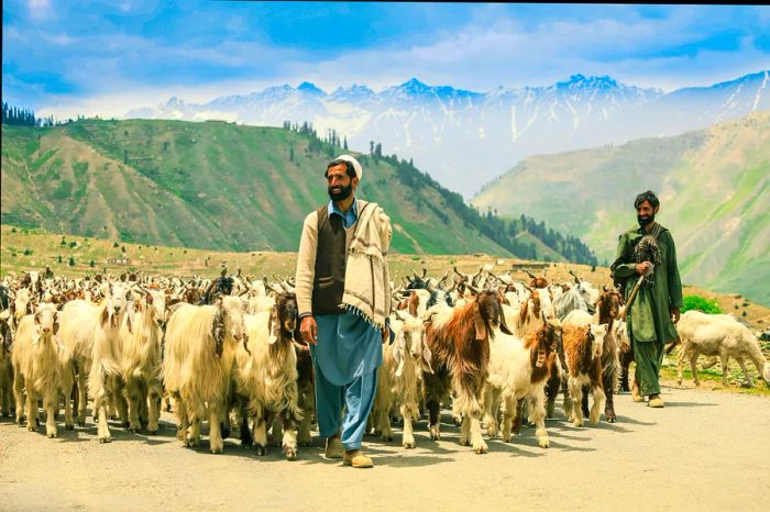 Shepherds tending their flocks in the stunning mountains of Gilgit-Baltistan