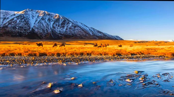 Camels are seen between a flowing river and stunning snow-covered mountain peaks