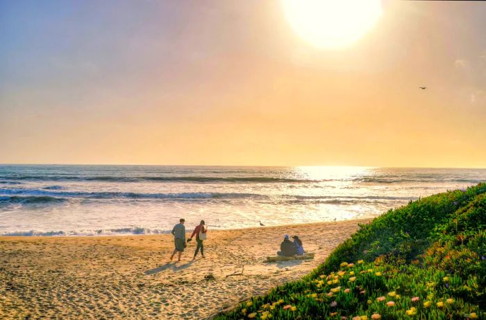 A couple enjoys a sunny day on the beach, surrounded by wildflowers, while another couple walks by hand in hand.