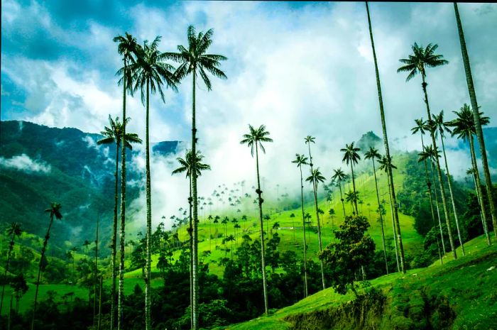 Towering palm trees rise majestically in a verdant valley.