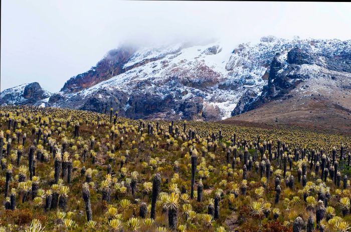 Frailejone plants emerge from the earth against a backdrop of an ice-capped mountain peak.