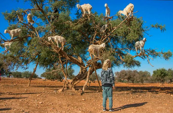 A child stands beneath a tree, gazing up at the goats perched among the branches.