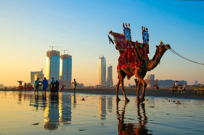 A camel strolls along the beach at sunset in Karachi, Pakistan