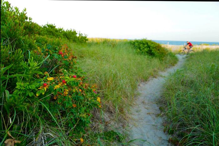 Trail leading to Fort Tilden Beach, Queens, New York.