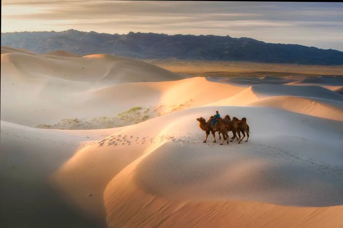 A man rides a camel across sand dunes while guiding two others