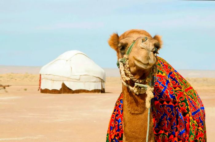 A circular white yurt set in a desert landscape with a large camel nearby