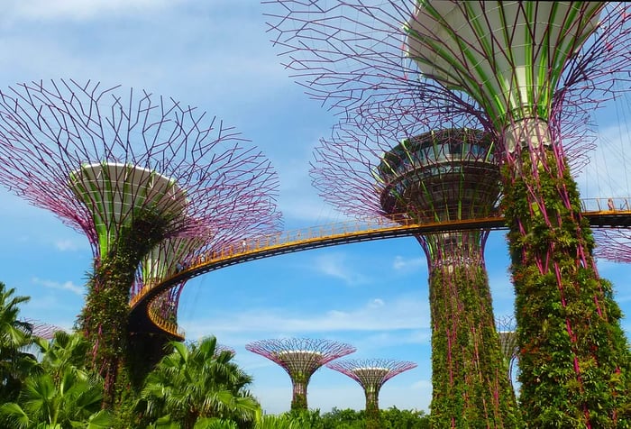 The cutting-edge Supertree Grove in Singapore, enveloped by vibrant greenery below.