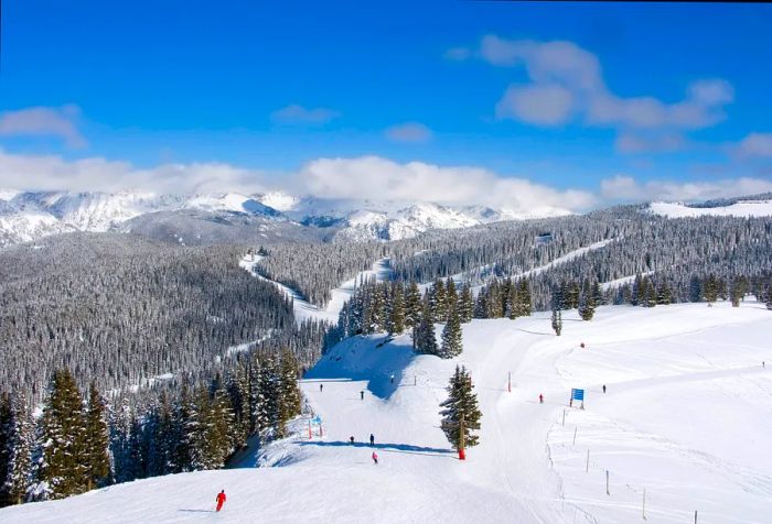 Skiers gliding over powdery snow on slopes bordered by tall, frosted pine trees in a winter wonderland.