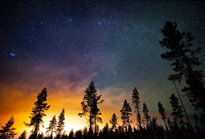 A silhouette of tall trees in the forest contrasts beautifully with the stunning night sky filled with luminous stars.