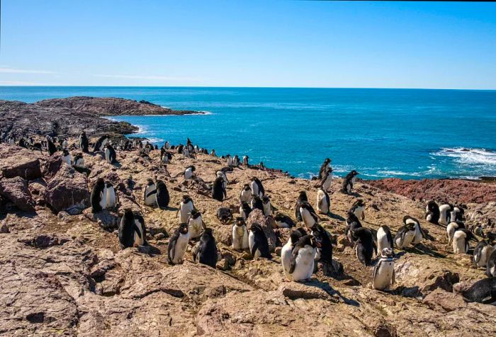 Southern rockhopper penguin colony at Pinguino Island Provincial Reserve, Puerto Deseado, Santa Cruz Province, Argentina.