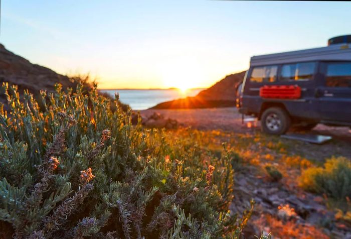 A dry shrub in focus, with a blurry blue truck in the background, illuminated by a golden sunset over the Deseado River in Puerto Deseado, Patagonia, Argentina.