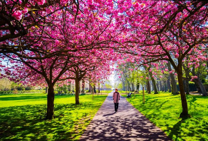 A woman walks leisurely along a path adorned with blooming cherry trees.