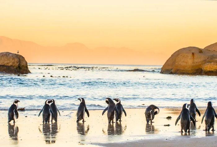 A group of African penguins on the sandy shore is silhouetted against a stunning sunset.