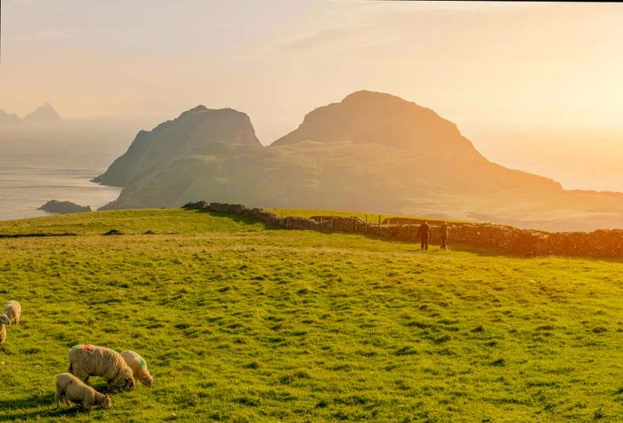 A flock of sheep grazes peacefully in a lush green area, enclosed by a charming stone wall, with a breathtaking rocky backdrop and the expansive sea in the distance.