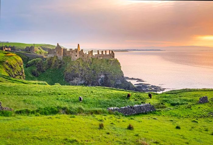 Three cows graze peacefully on a lush clifftop, near the remnants of a stone fence and the ruins of an old structure, with a distant view of the sea.