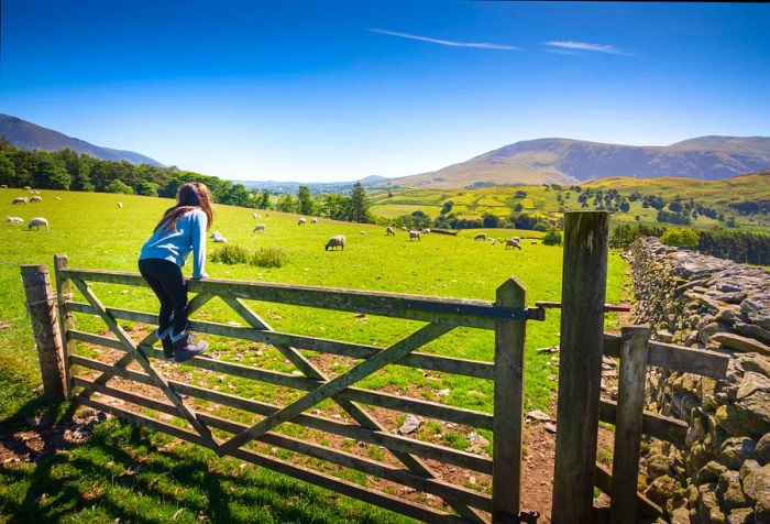 A young girl climbs over a wooden gate, gazing at sheep in the lush green fields of the Lake District on a sunny day.