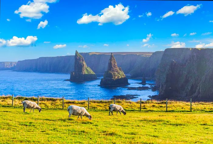 A grassy expanse with sheep grazing, overlooking two pointed rock formations rising from the ocean along the cliffs.