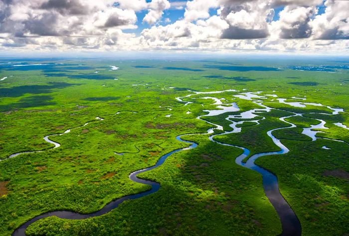 Aerial view of the lush grasslands of Everglades National Park, Florida, USA.