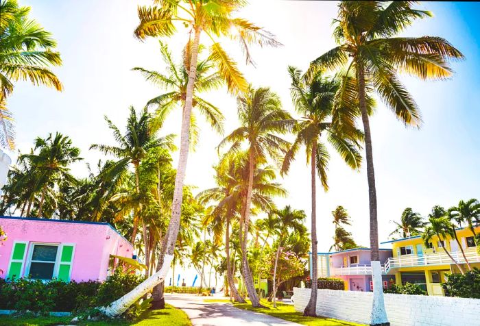 A secluded road flanked by tall palm trees leads through a vibrant seaside village filled with colorful homes.