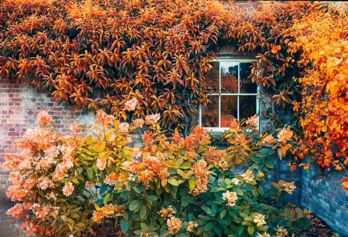 A window framed by vibrant autumn leaves on a traditional English home, surrounded by orange-hued plants. A picturesque fall scene.