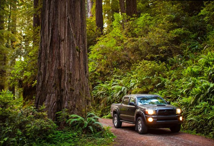 A pickup truck with its headlights illuminated drives along a dirt road through the forest.