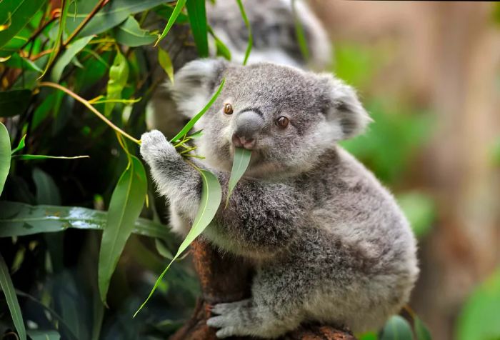 A close-up shot reveals the adorable face of a young koala bear, clinging to a tree with its soft paws, curiously observing the world from its leafy haven.