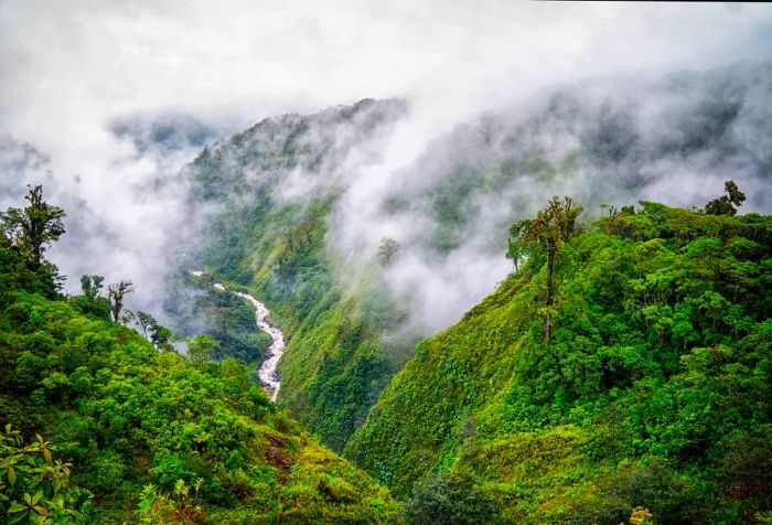 A river flows through a lush valley enveloped in dense fog.