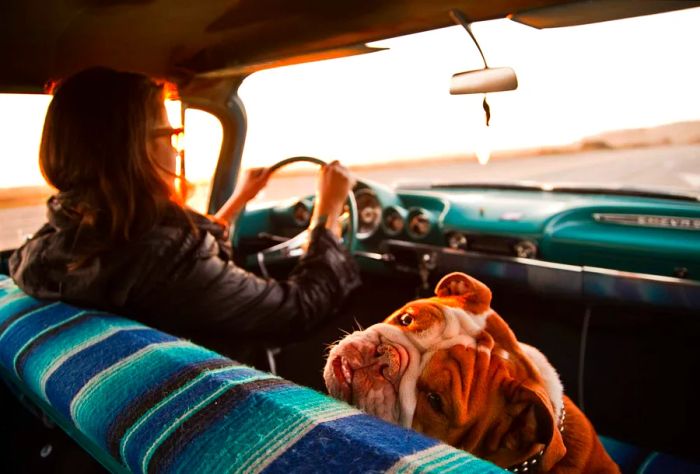 theme_car_roadtrip_dog_people_gettyimages-982565690_universal_within-usage-period_83136