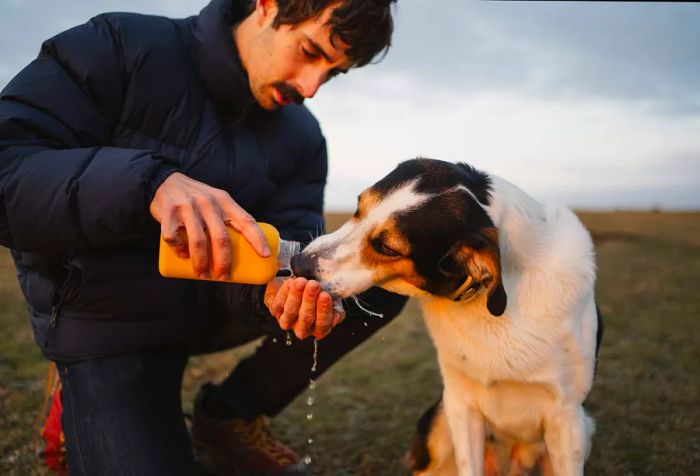 On a grassy patch, a young white man kneels to offer his dog water from a bottle.