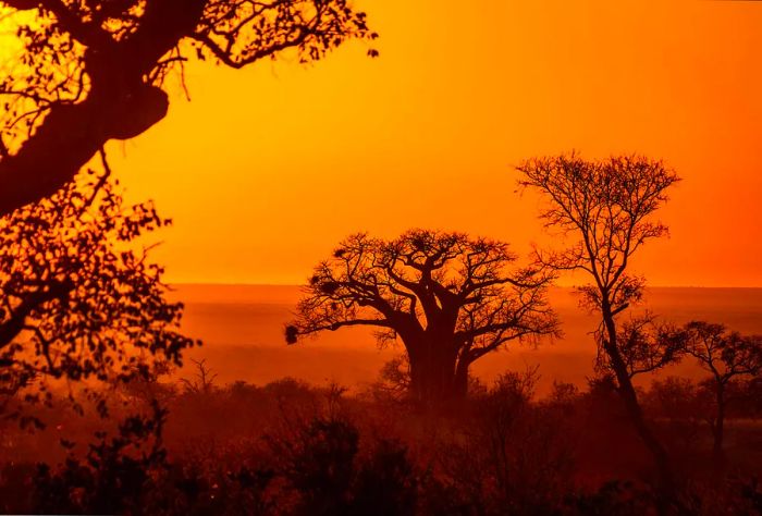 The silhouette of expansive trees stretches beneath an orange-hued sky.