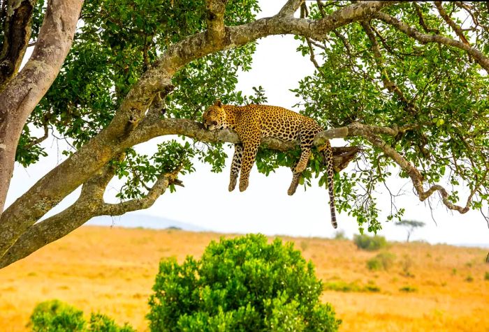 A resting leopard lounging on a tree branch.