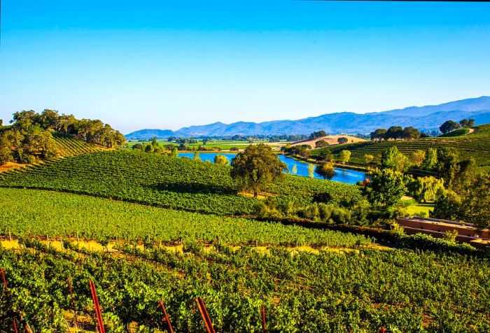 A vineyard alongside a pond on a gently sloping landscape.