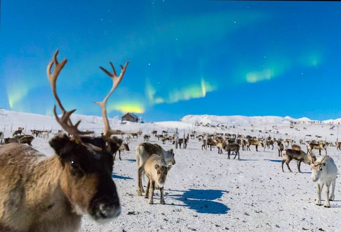 A multitude of reindeer on snow-blanketed land, with a solitary house beneath the northern lights in a blue sky.