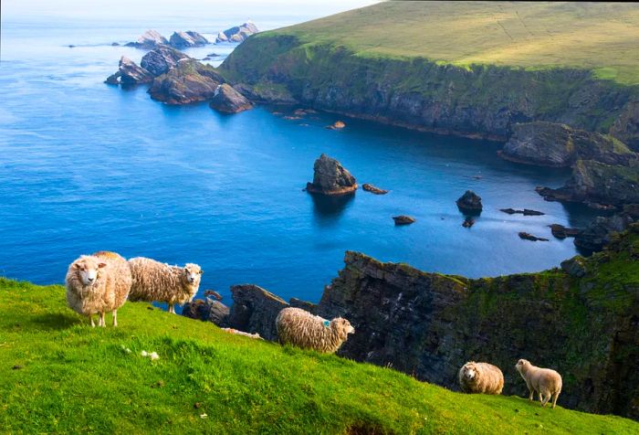 Shetland sheep perched on the cliff's edge at Hermaness National Nature Reserve, Unst, Shetland Islands, Scotland.