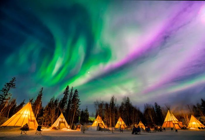 Brightly lit triangular camping tents nestled in the woods beneath the green and purple aurora in the night sky.